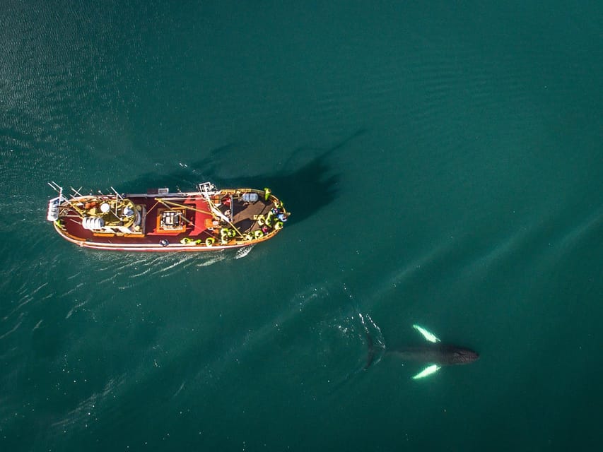 Hauganes: Whale Watching North Iceland - Local guidance and the value of experience
