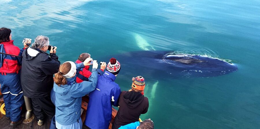 Hauganes: Whale Watching North Iceland - Is $106 a fair price?