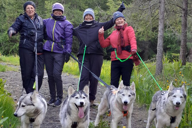 Hiking with Husky in Akureyri - Key points to know before you book