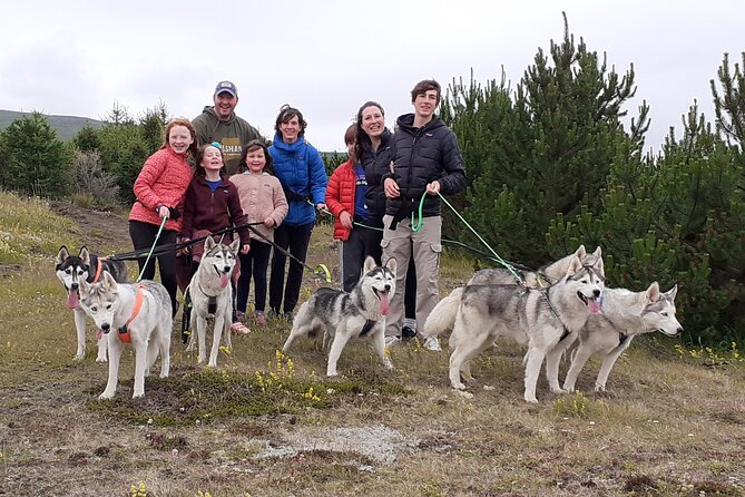 Hiking with Husky in Akureyri - A family home full of huskies