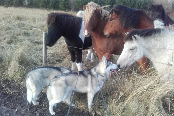Hiking with Husky in Akureyri - Returning home to the full pack
