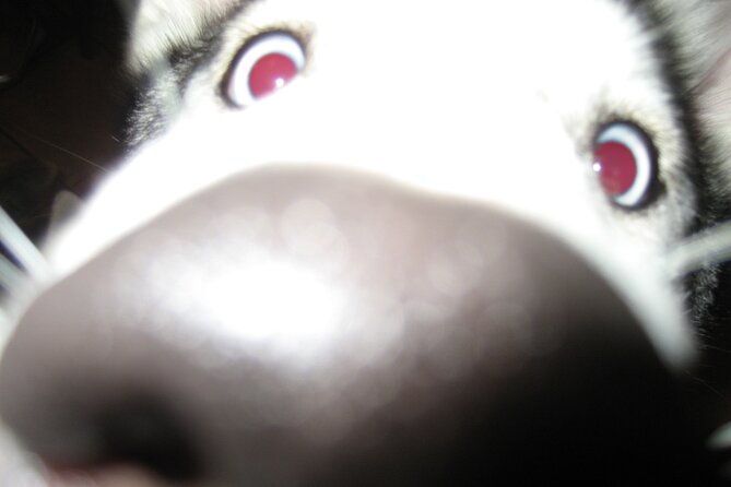 Hiking with Husky in Akureyri - Practical details that matter