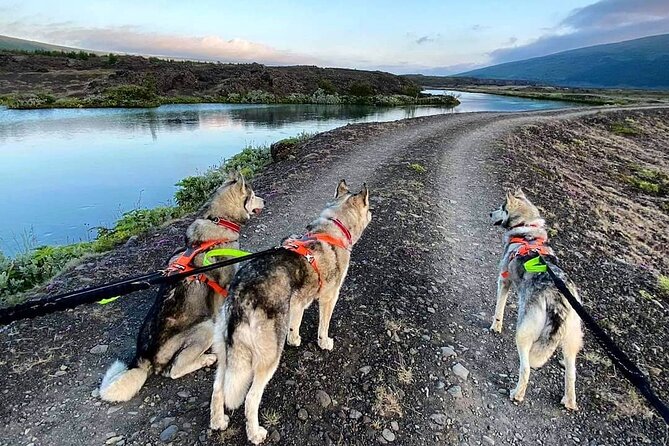 Hiking with Husky in Akureyri (private) - Meeting the pack just outside Akureyri