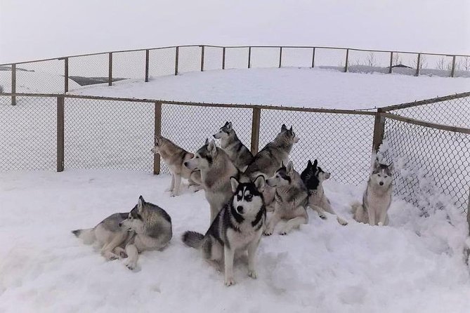 Hiking with Husky in Akureyri (private) - Coffee, cocoa, and time inside the home