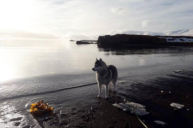Hiking with Husky in Akureyri (private) - Choosing a husky for the woodland walk