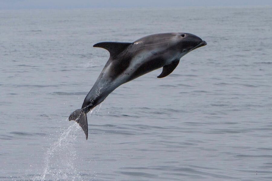 Hólmavík: Whale Watching Tour - A 2.5-Hour Search for Humpbacks