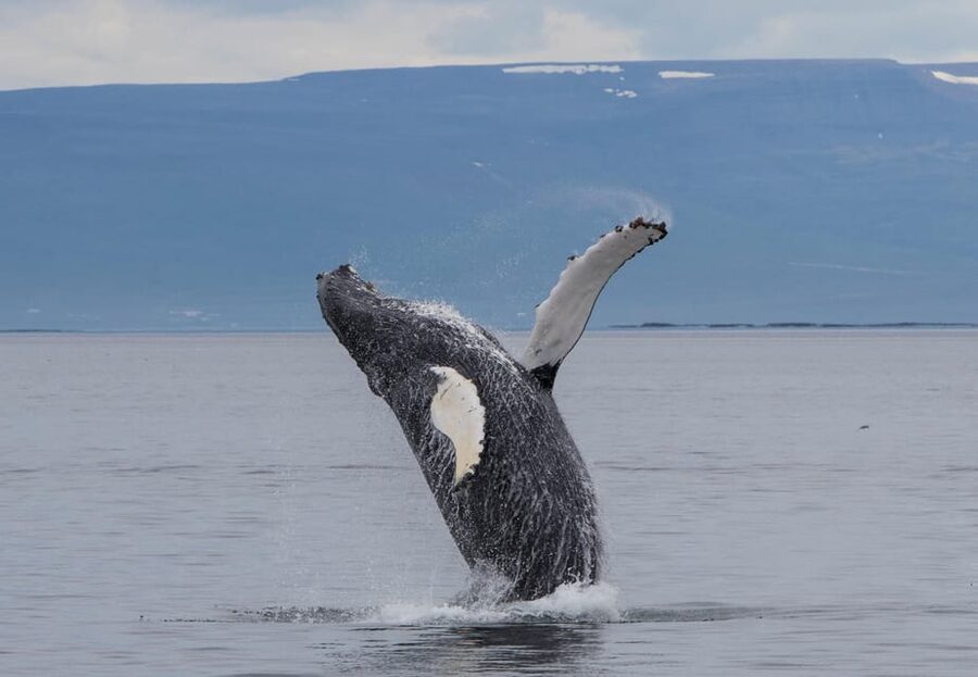 Hólmavík: Whale Watching Tour - Minke Whales, Dolphins, and Rare Sightings