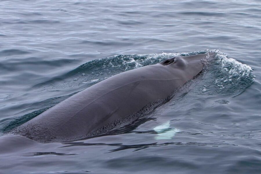 Hólmavík: Whale Watching Tour - How the $101 Price Measures Up