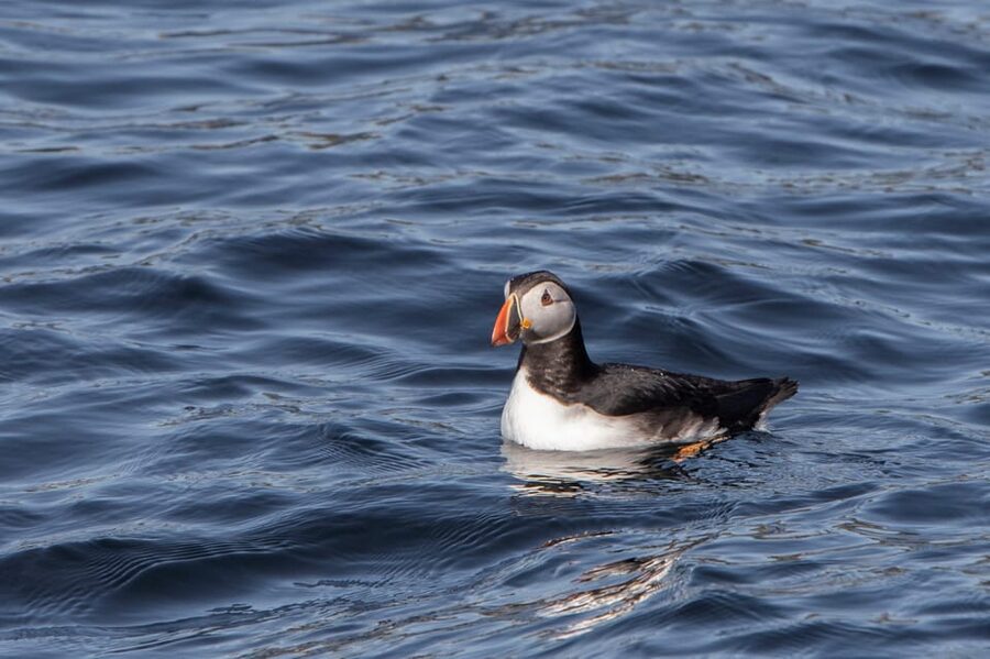 Hólmavík: Whale Watching Tour - The Main Drawbacks to Keep in Mind