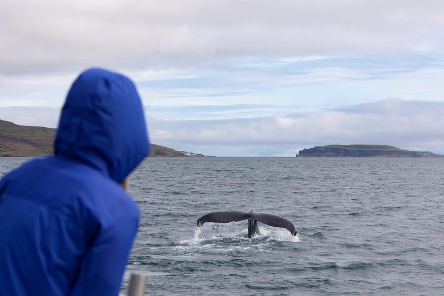 Hólmavík: Whale Watching Tour - Who Should Book This Boat Trip?
