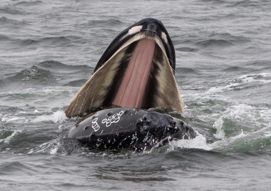 Hólmavík: Whale Watching Tour - Warm Suits Make a Real Difference