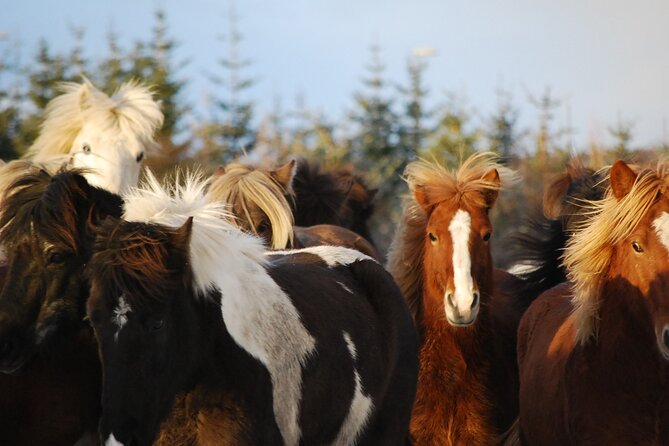 Horseback Riding Tour in Iceland - What the 50 Minutes Feel Like