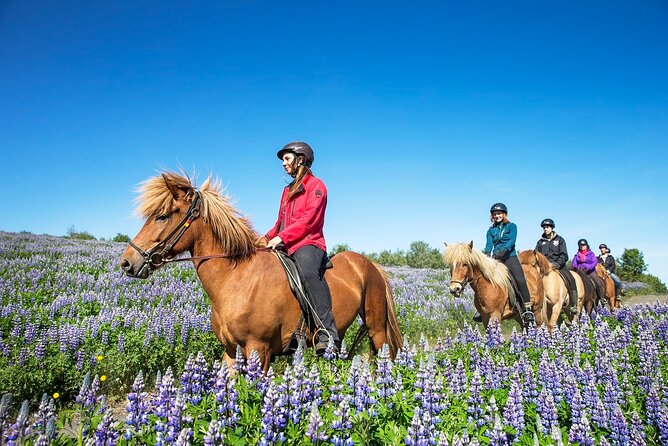 Horseback Riding Tour in Iceland - Who Should Book This Ride?