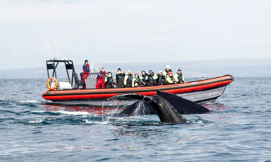 Húsavík: Big Whales and Puffin Island Speedboat Tour - Key points to know before booking