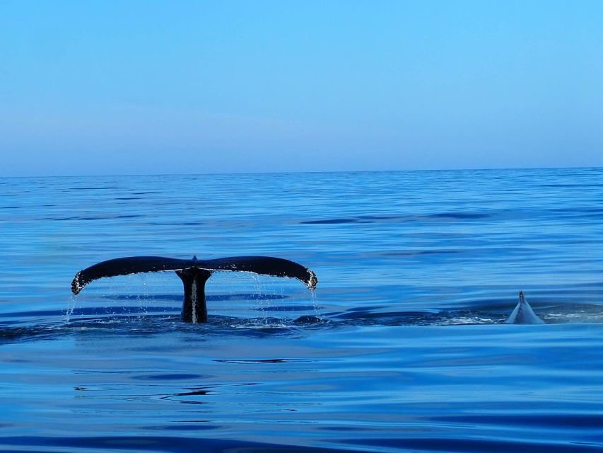 Húsavík: Big Whales and Puffin Island Speedboat Tour - Why this RIB tour feels different in Skjálfandi Bay