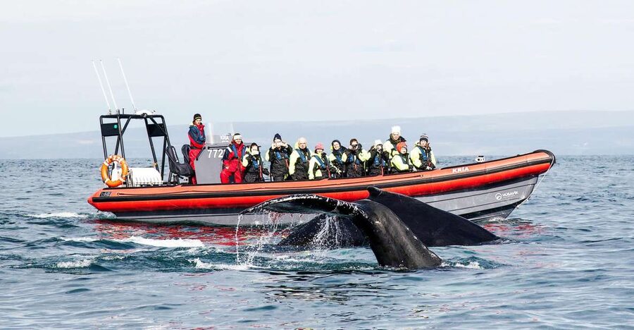 Húsavík: Big Whales and Puffin Island Speedboat Tour - Lundey Island and its summer puffin colonies