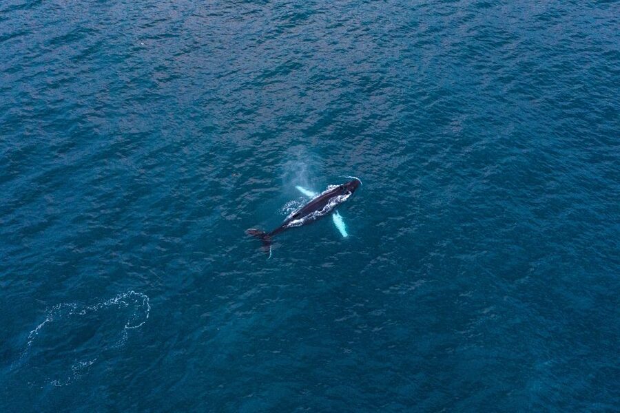Húsavík: Big Whales and Puffin Island Speedboat Tour - Searching for humpbacks across the bay