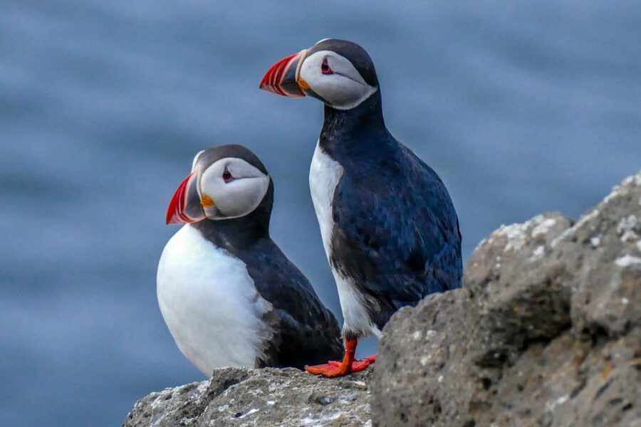 Húsavík: Big Whales and Puffin Island Speedboat Tour - Dolphins, minke whales, and the occasional surprise