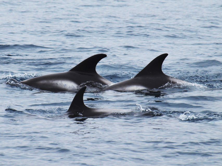Húsavík: Big Whales and Puffin Island Speedboat Tour - Tjörnes Peninsula and the scenery around Húsavík