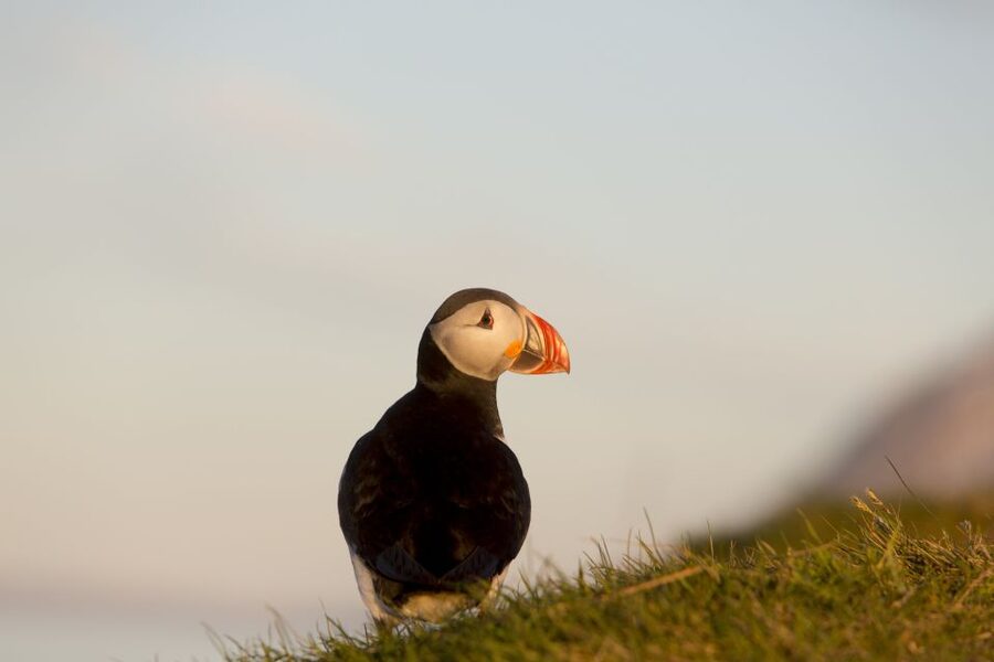 Húsavík: Big Whales and Puffin Island Speedboat Tour - What the two-hour duration really means