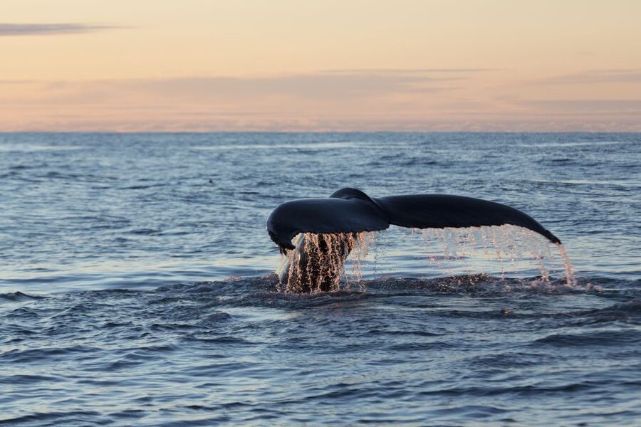 Húsavík: Big Whales and Puffin Island Speedboat Tour - Is $198 a fair price?