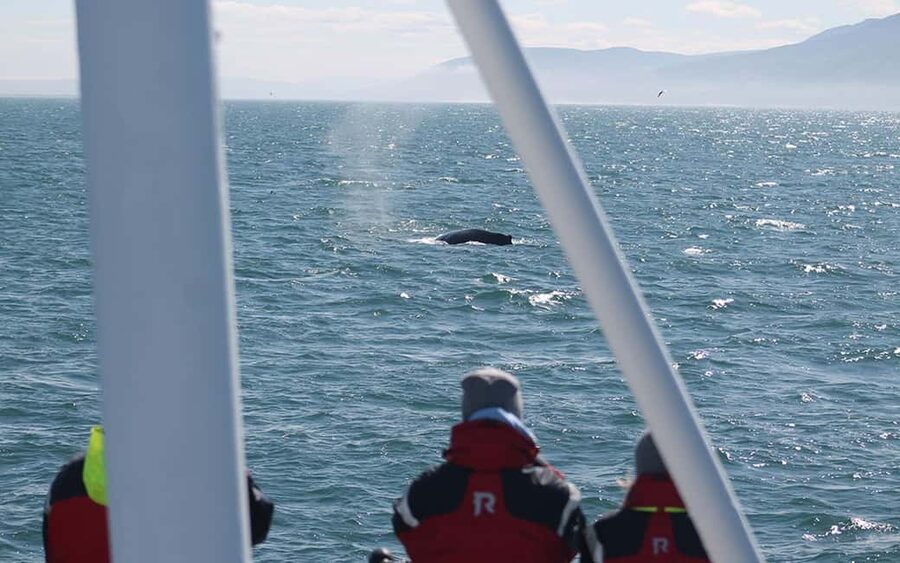 Húsavík: Family-Run and Guided Whale Watching Tour - Key points to know before you book