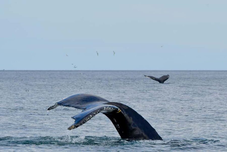 Húsavík: Family-Run and Guided Whale Watching Tour - Is $84 a fair price?