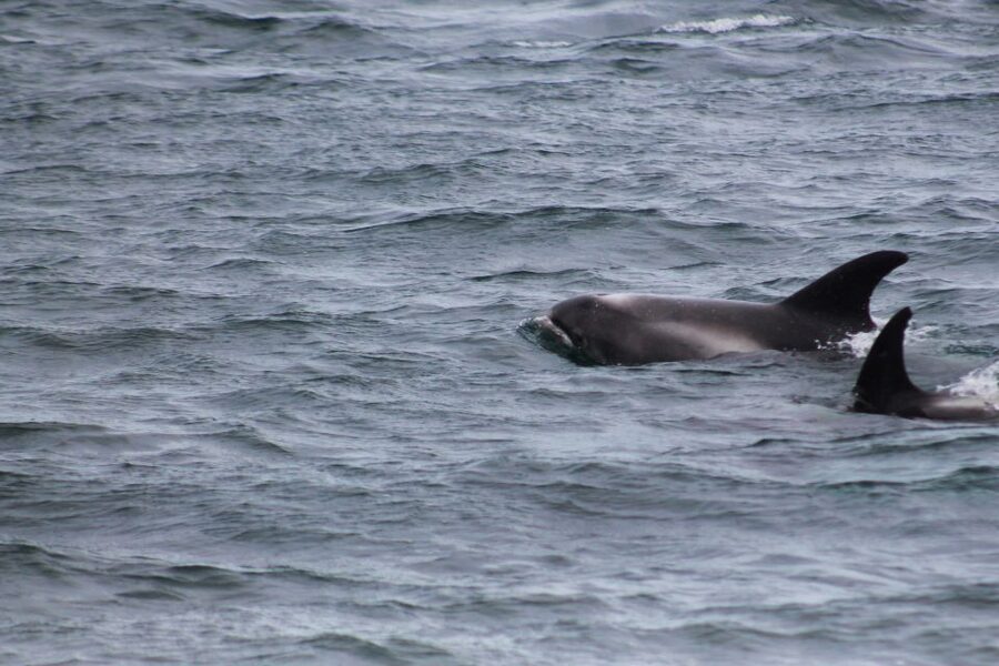 Húsavík: Family-Run and Guided Whale Watching Tour - Booking and timing advice