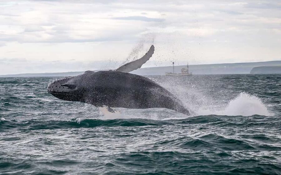 Húsavík: Family-Run and Guided Whale Watching Tour - Crossing Skjálfandi Bay toward Kinnarfjöll
