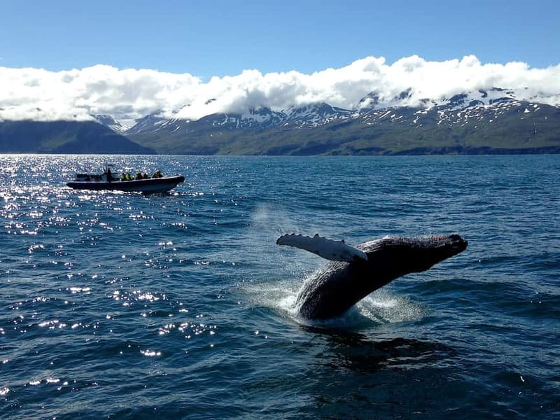 Húsavík: Original Big Whale Safari & Puffins by Speedboat - Who should book this speedboat tour
