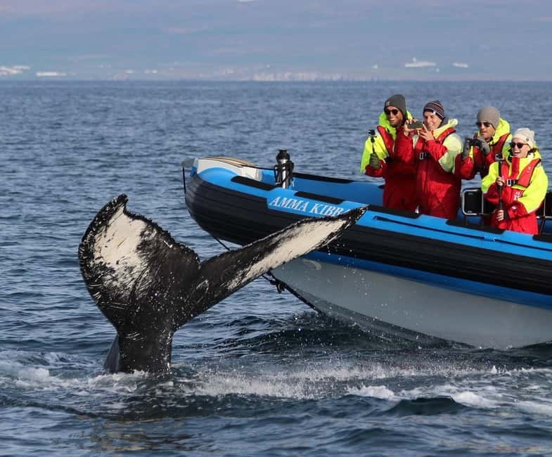 Húsavík: Original Big Whale Safari & Puffins by Speedboat - Why this Húsavík RIB tour is different