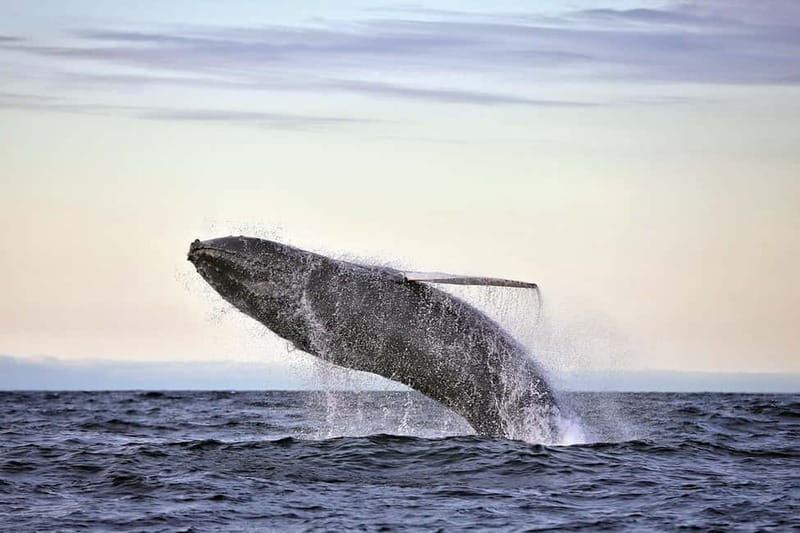 Húsavík: Original Big Whale Safari & Puffins by Speedboat - Puffin Island from April to August