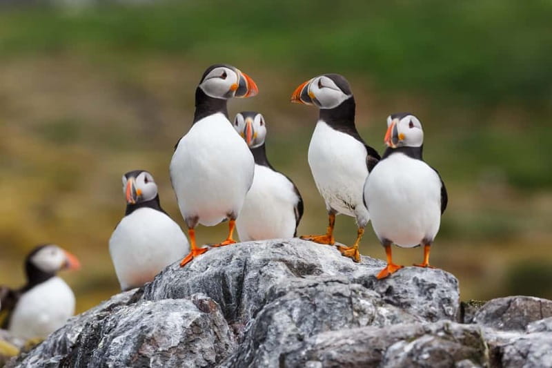 Húsavík: Original Big Whale Safari & Puffins by Speedboat - What the two-hour ride feels like