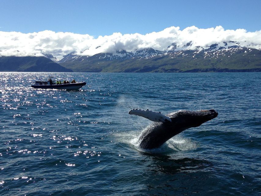 Húsavík: Original Big Whale Safari & Puffins by Speedboat - The real value of $159