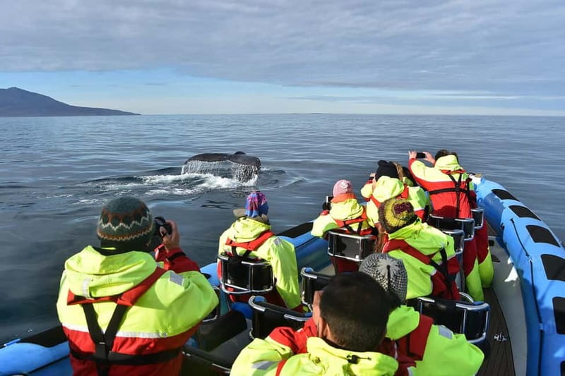 Húsavík: Original Big Whale Safari & Puffins by Speedboat - Practical advice for a better outing