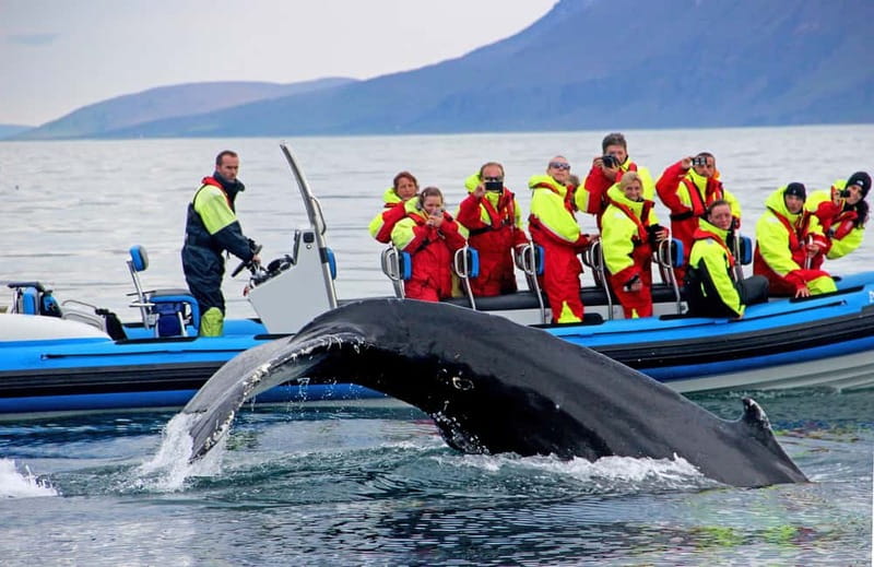 Húsavík: Original Big Whale Safari & Puffins by Speedboat - Getting ready at the Gentle Giants ticket center
