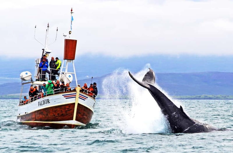 Húsavík: Traditional Whale Watching by Local Family Company - Key points to know before sailing