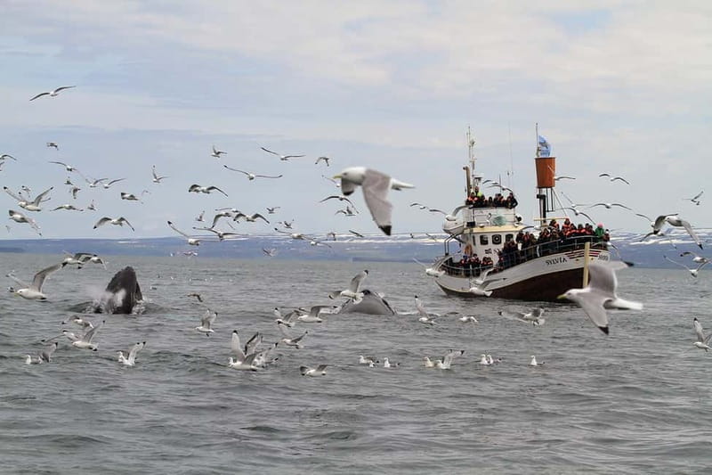 Húsavík: Traditional Whale Watching by Local Family Company - Booking and cancellation details that matter