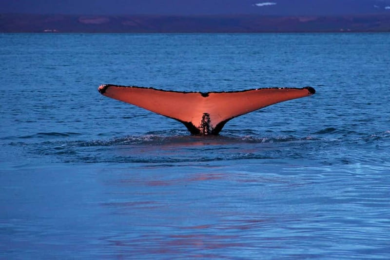 Húsavík: Traditional Whale Watching by Local Family Company - Setting out from Húsavík’s harbor
