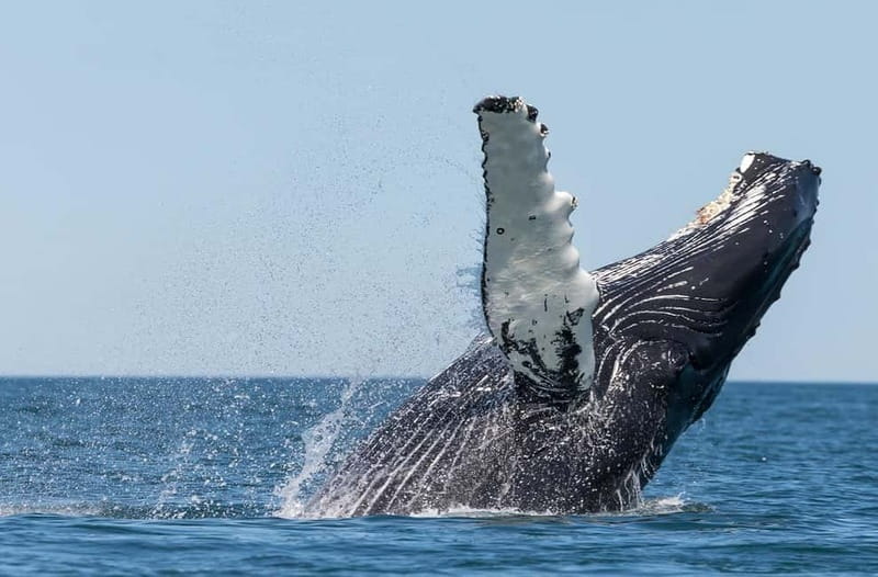 Húsavík: Traditional Whale Watching by Local Family Company - What whale sightings can really be like