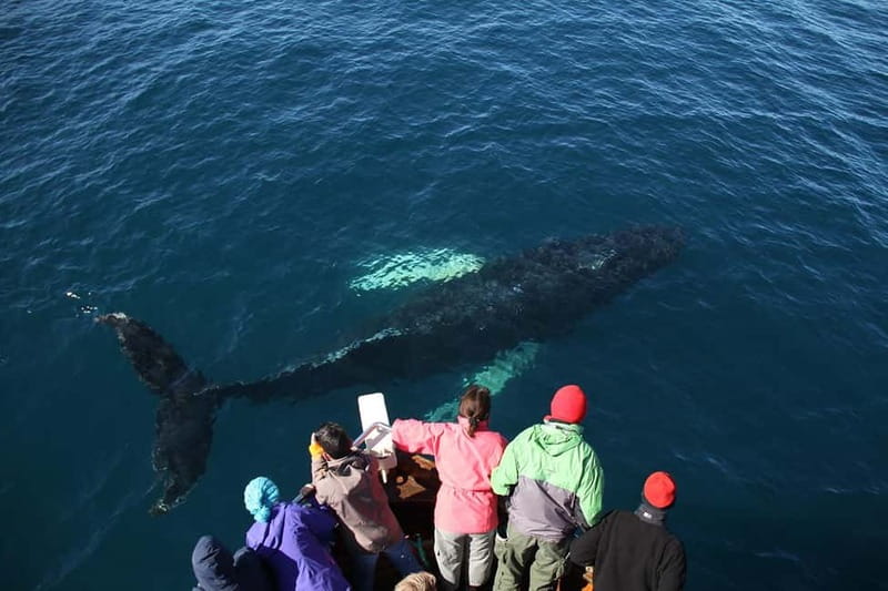 Húsavík: Traditional Whale Watching by Local Family Company - Guides who make the quiet moments count