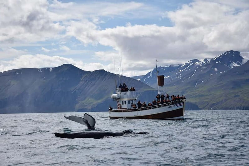 Húsavík: Traditional Whale Watching by Local Family Company - Staying warm on an Icelandic boat