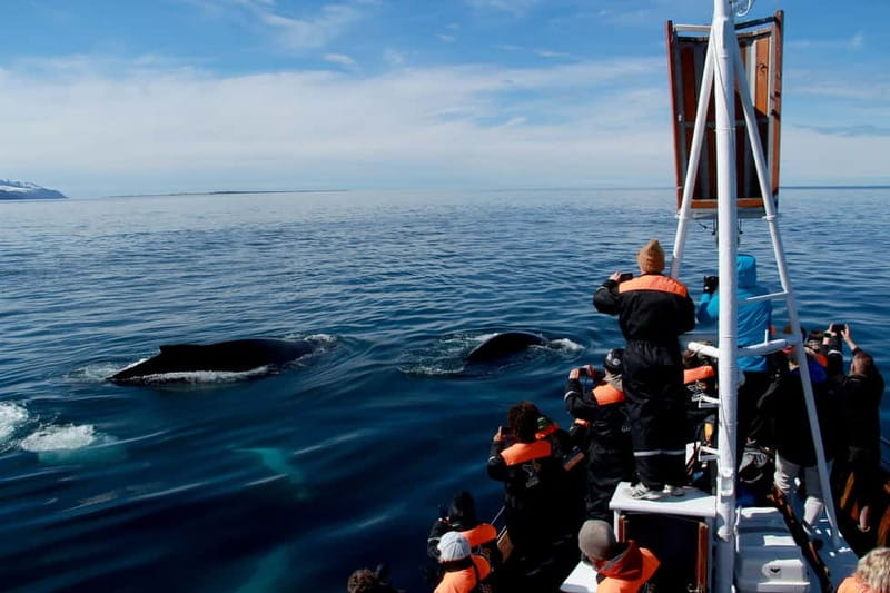 Húsavík: Traditional Whale Watching by Local Family Company - The honest downside: motion and uncertainty