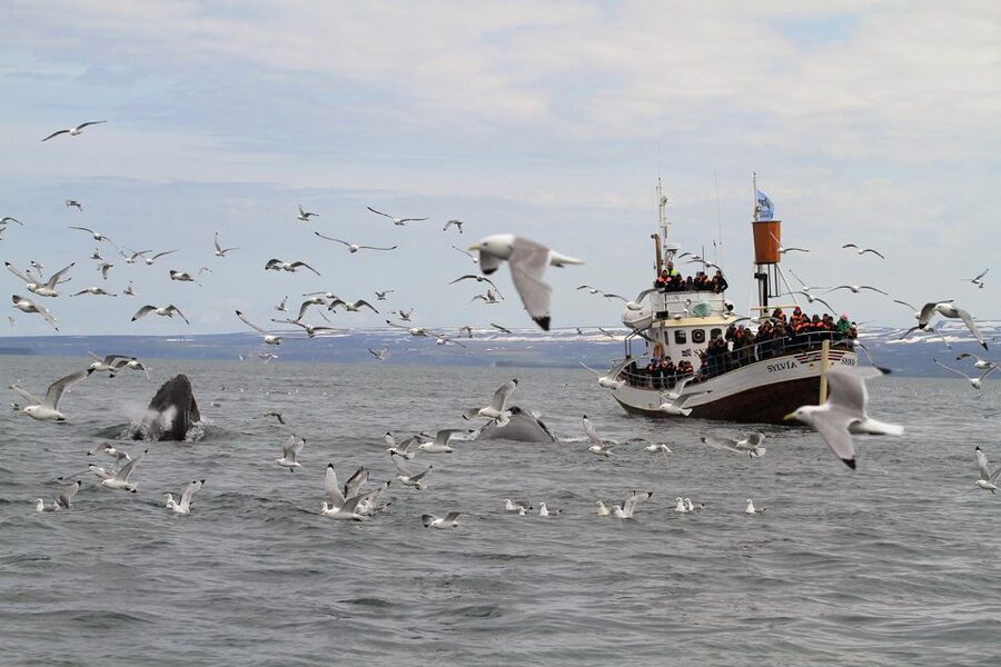 Húsavík: Traditional Whale Watching by Local Family Company - Is $91 a fair price?