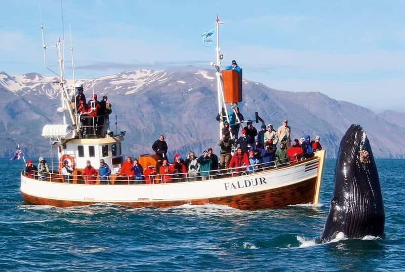 Húsavík: Traditional Whale Watching by Local Family Company - Who should choose this traditional boat tour?