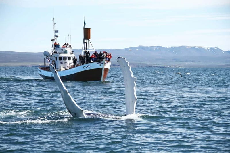 Húsavík: Traditional Whale Watching by Local Family Company - Three hours across Skjálfandi Bay
