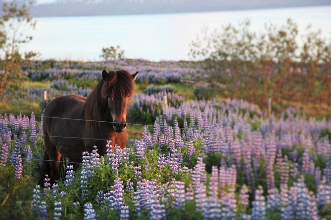 Húsavík walking tour - Starting at Garðarsbraut 5 at 3:00 pm