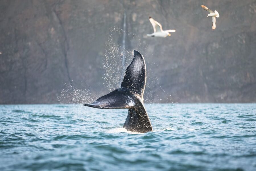 Húsavík: Whale-Watching Cruise and Puffins Guided Tour - Practical advice for getting the most from the day