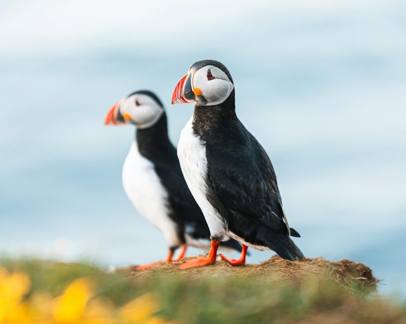 Húsavík: Whale-Watching Cruise and Puffins Guided Tour - Setting out from Húsavík on a wooden boat