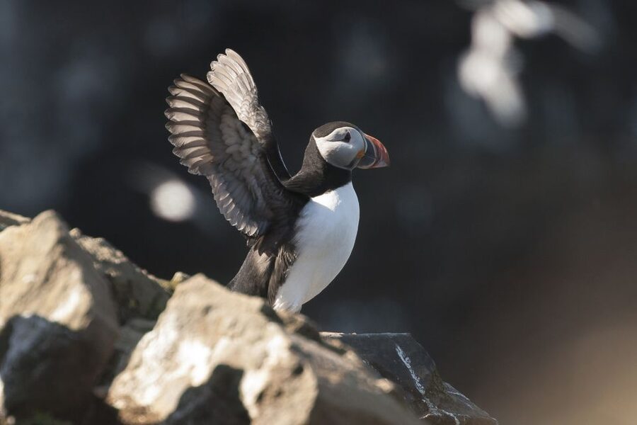 Húsavík: Whale-Watching Cruise and Puffins Guided Tour - Puffin Island and the limits of wildlife viewing